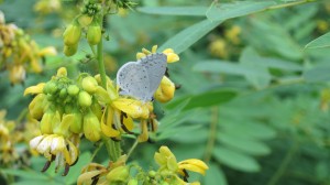 Blue Butterfly on Wild Senna,by John Humphreys