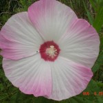 Hibiscus moscheutos (author = John Humphreys)