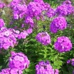 Phlox paniculata