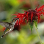 RubyThroated Hummingbird sipping nectar from Bee Balm (Monarda) - author, Joe Schneid