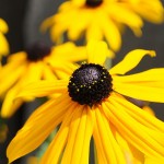 Rudbeckia