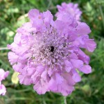 Scabiosa (user = Stan Shebs)