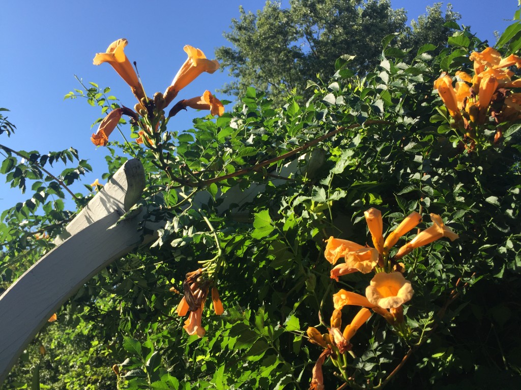 Trumpet Vine (John Humphreys)