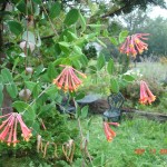 coral honeysuckle (author = John Humphreys)