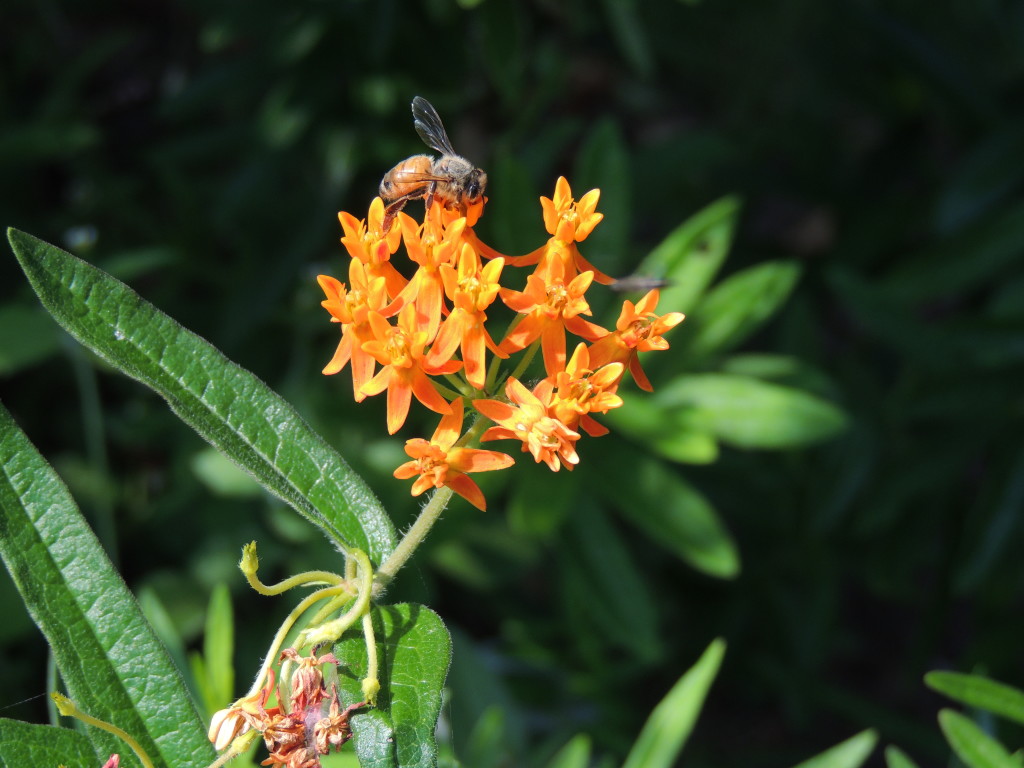 Milkweed and honey bee (John Humphreys)