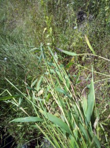 Japanese Stilt Grass (John Humphreys)