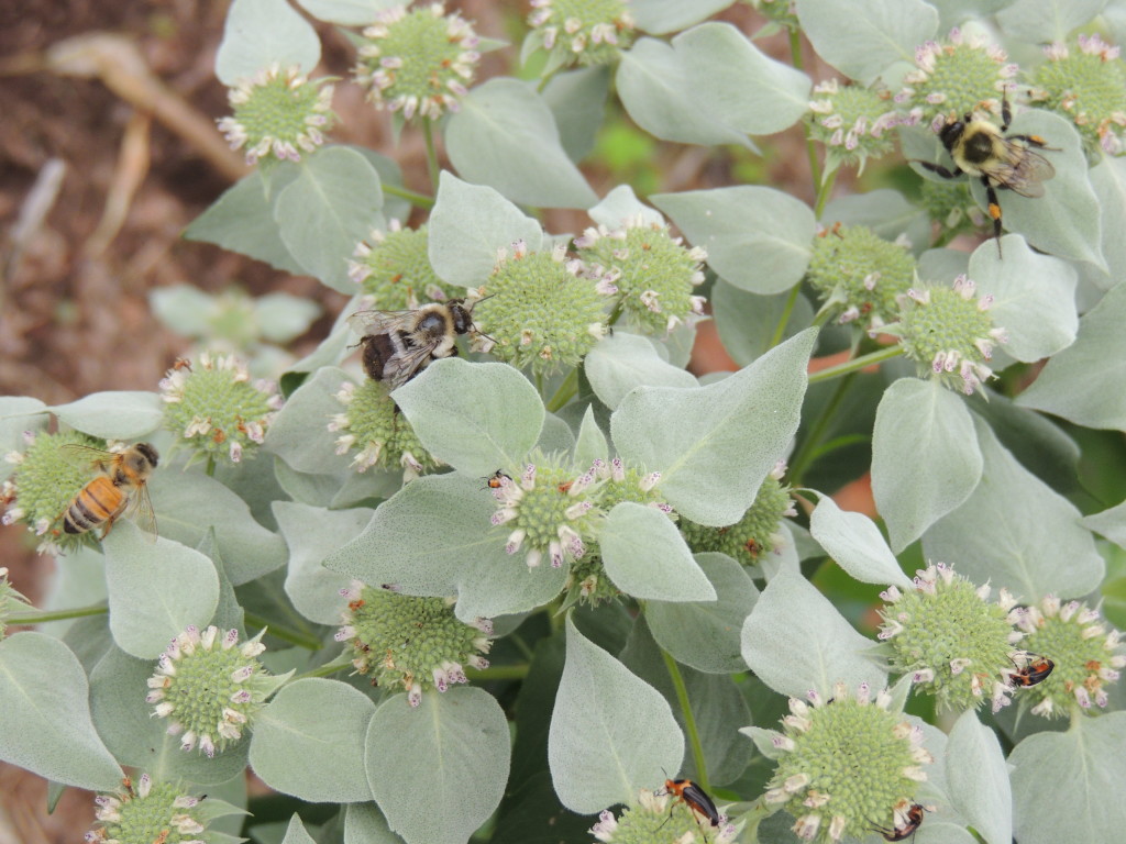 Mountain Mint and Bees