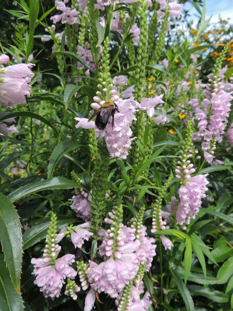 Obedient Plant (and very large bee) - John Humphreys