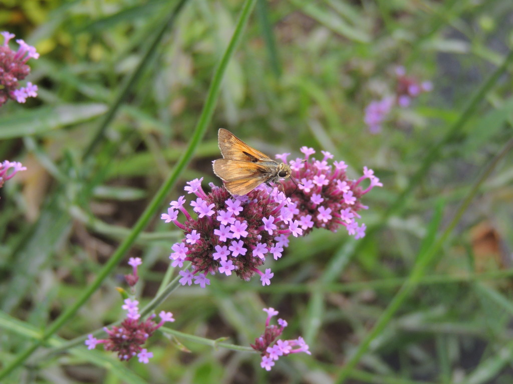 Skipper on Verbena bonariensis (author =John Humphreys)