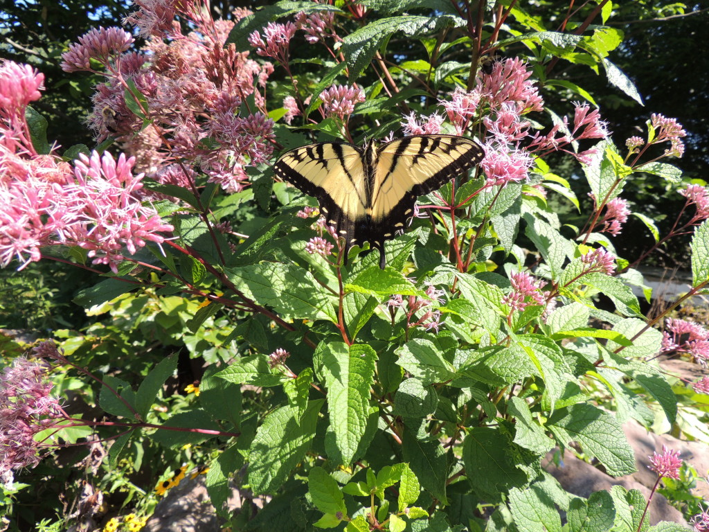 Swallowtail and Joe Pye Weed - John Humphreys