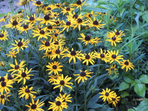 Rudbeckia sp., taken August 1st, 2017 by John Humphreys