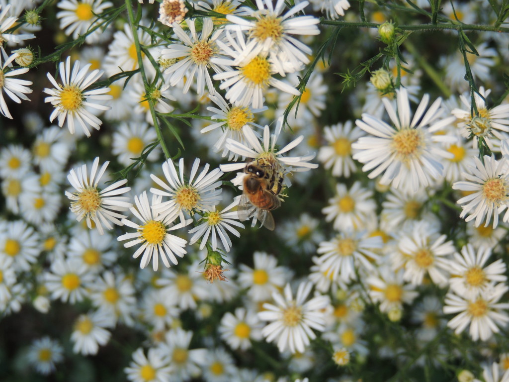 Aster with honey bee (John Humphreys)