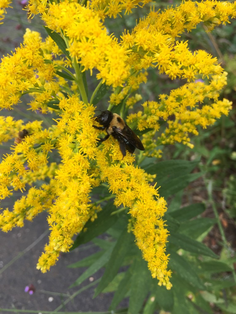 Bee on goldenrod (John Humphreys)