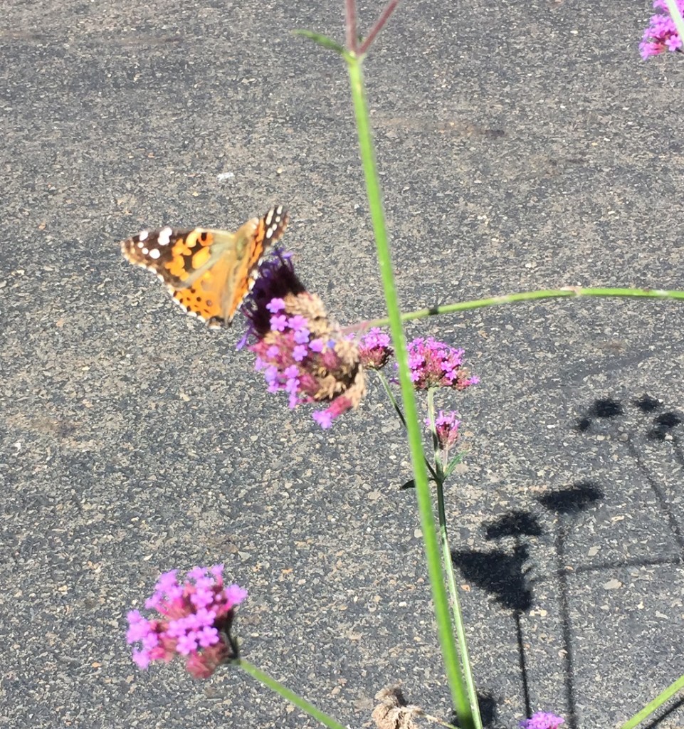 Painted Lady on Verbena (John Humphreys)