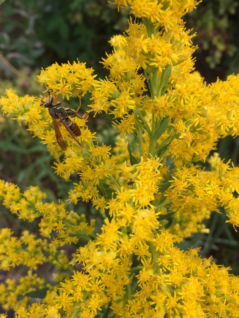 Wasp on goldenrod (John Humphreys)