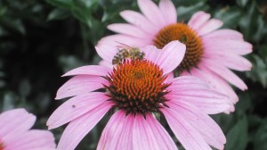 Echinacea with bee (John Humphreys)