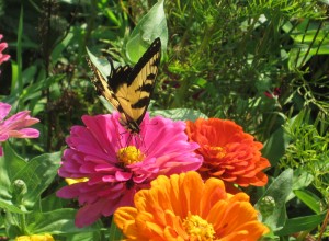 Swallowtail on Zinnias (John Humphreys)